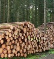 132 многодетные семьи из Кировской области получили льготный лес